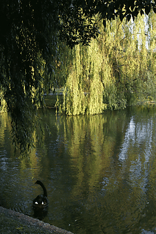 Swan2-in-regents-park